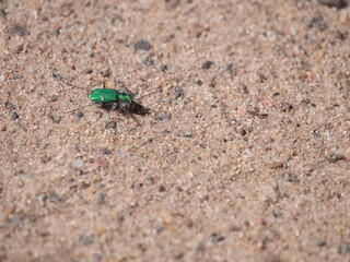 Green Claybank Tiger Beetle Cicindela denverensis