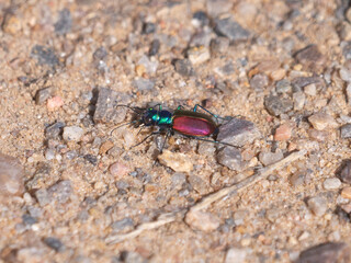Festive Tiger Beetle Cicindela scutellaris