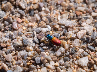 Festive Tiger Beetle Cicindela scutellaris