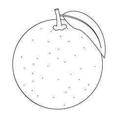 Orange Coloring Illustration