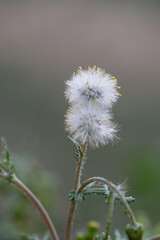 Delicate Dandelion Seedhead Close-Up with a Soft Blurred Background