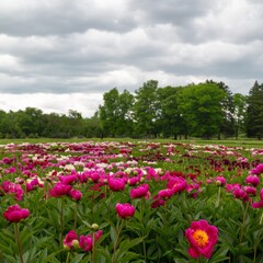 Vibrant peony flowers blooming in a cloudy garden landscape  