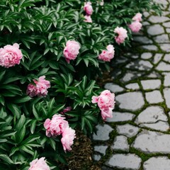 Obraz premium Pink peonies blooming along a cobblestone path in spring 