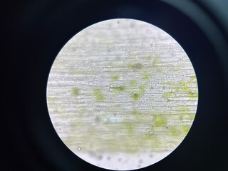 Plants cell find with microscope.