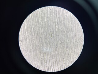 Plants cell find with microscope.