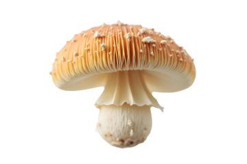 A wild mushroom cap with fine gill detail, floating mid-frame in white space.