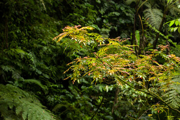young reddish leaves blending gently into the lush green of the tropical forest
