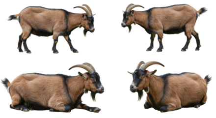 Four Views Of A Brown Mountain Goat With Curved Horns On Transparent Background
