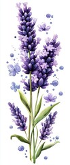 Fototapeta premium Lavender Bouquet with Watercolor Effect