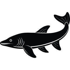 beluga sturgeon  vector