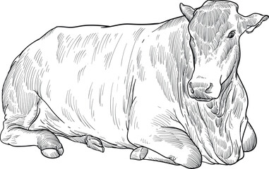 hand drawn artwork sketch of sit Santa Gertrudis cattle