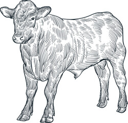 hand drawn artwork sketch of Santa Gertrudis cattle