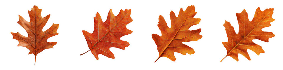 Obraz premium Vibrant autumn oak leaves