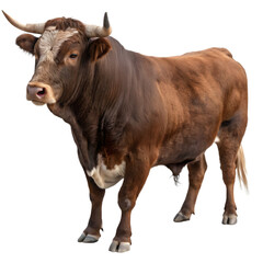 Powerful Brown Bull with Large Horns on Transparent Background