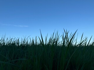 grass and sky
