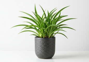 green plant in a pot