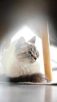 Gato domestico de aspecto siames o point red