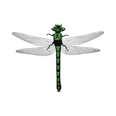 Dragonfly vector illustration in cartoon flat style. Beautiful realistic single insect drawing, perfect for educational and scientific projects, entomology, biology content, infographic nature