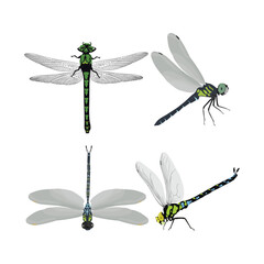 Dragonfly vector illustration in cartoon flat style. Beautiful realistic single insect drawing, perfect for educational and scientific projects, entomology, biology content, infographic nature