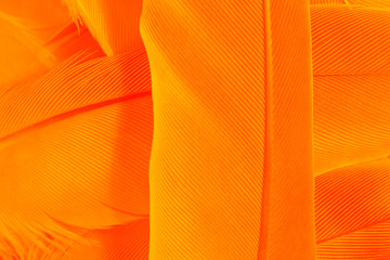 Orange feather phoenix texture pattern for hot background and other