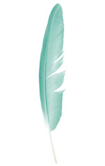 Beautiful green colors tone  feather isolated on white  background,trends color with clipping path