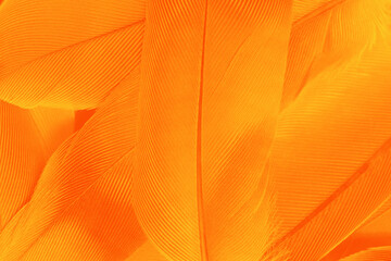 Orange feather phoenix texture pattern for hot background and other