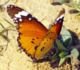 Danaus chrysippus, also known as the plain tiger, African queen, or African monarch, is a medium-sized butterfly 