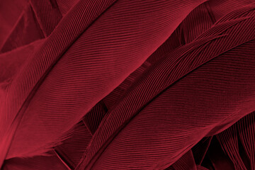 Beautiful dark red pink feather pattern texture background