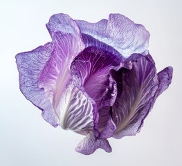 Obraz premium Vibrant purple cabbage, delicate and ethereal. Close-up, isolated against a soft backdrop. Its leaves are ruffled and textured, showcasing a gradient of lavender and deep purple hues