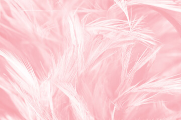 Beautiful abstract soft pink feather pattern texture background 
