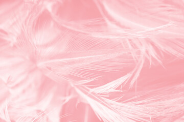 Beautiful abstract soft pink feather pattern texture background