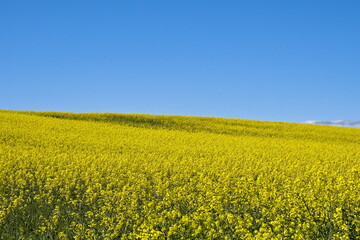 Fototapeta premium detail of an oilseed rape crop