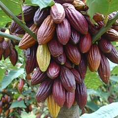 Abundant Cacao Pods on Tree Branch, Rich Harvest