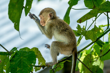 A little monkey sits on a branch in a tropical jungle, holding a stick, surrounded by lush green leaves, capturing a moment of wildlife in a natural forest setting.
