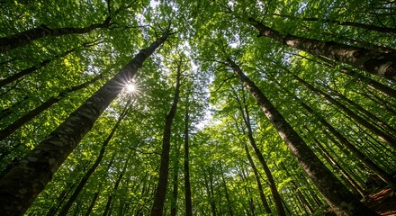 Looking up through tall trees in a dense forest with sunlight peeking through the canopy above us all