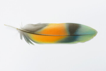 Beautiful macaw parrot feather bird isolated on white background 