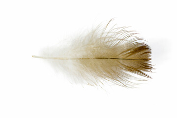 Beautiful feather isolated on white background