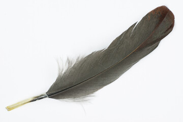 black feather isolated on white background