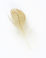 Beautiful eagle feather isolated on white background 
