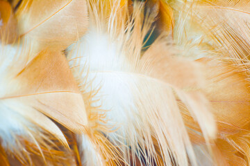 Beautiful  feather pattern texture luxury for background