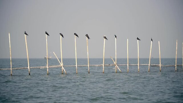 Christmas frigatebird perches on a traditional fish trap in Jakarta Bay, blending endangered wildlife with Indonesia&rsquo;s coastal traditions under soft natural light.