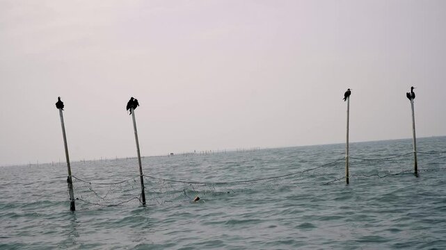 Christmas frigatebird perches on a traditional fish trap in Jakarta Bay, blending endangered wildlife with Indonesia&rsquo;s coastal traditions under soft natural light.
