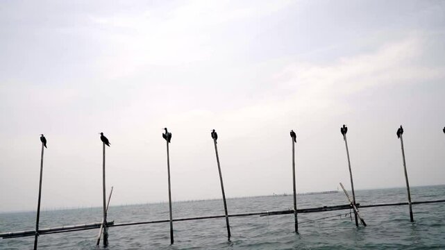 Christmas frigatebird perches on a traditional fish trap in Jakarta Bay, blending endangered wildlife with Indonesia&rsquo;s coastal traditions under soft natural light.