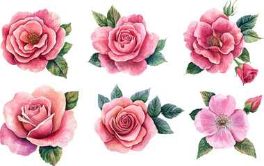 Beautiful Pink Rose in Watercolor