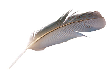 Beautiful feather isolated on white background with clipping path