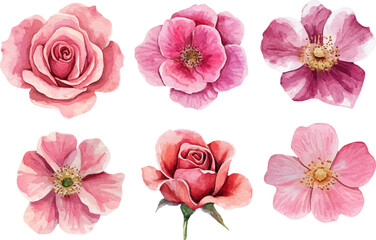 Botanical Watercolor Pink Rose &ndash; Romantic Wedding Element