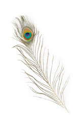 Beautiful peacock  feather isolated on white background