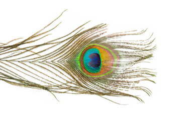 Obraz premium Beautiful peacock feather isolated on white background