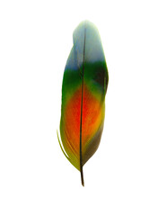 Beautiful feather isolated on white background with clipping path