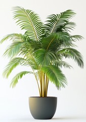 Obraz premium Indoor palm plant in a pot. Lush, vibrant greenery